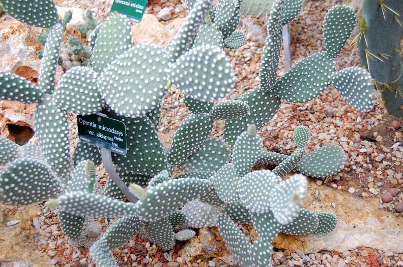 Opuntia_microdasys.jpg