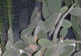 Opuntia pilifera