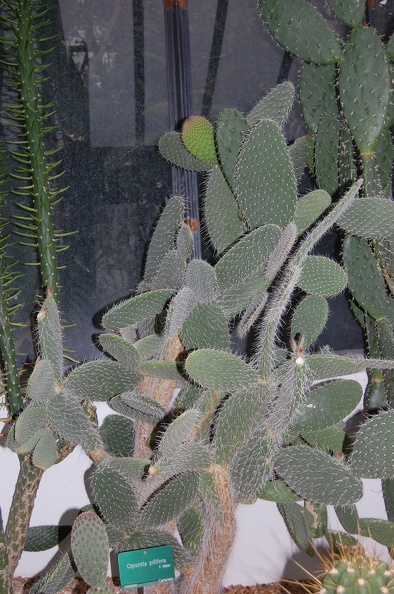 Opuntia_pilifera.jpg