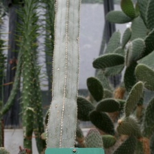 Pachycereus marginatus