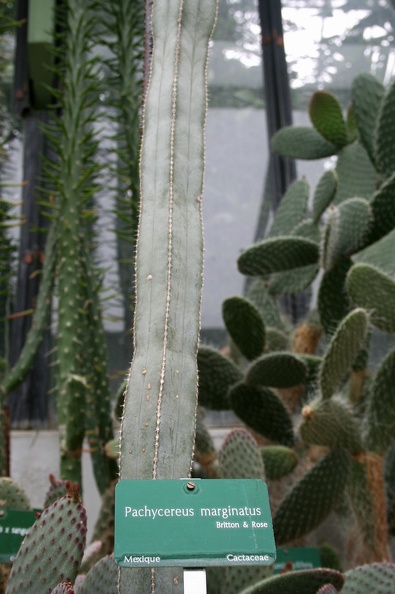 Pachycereus_marginatus.JPG