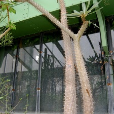 Pachypodium lamerei