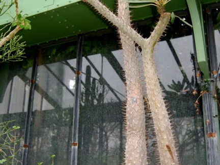 Pachypodium lamerei