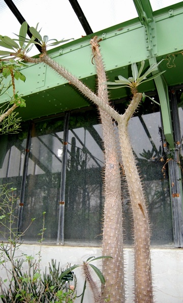 Pachypodium_lamerei.jpg