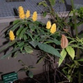 Pachystachys lutea
