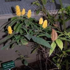 Pachystachys lutea
