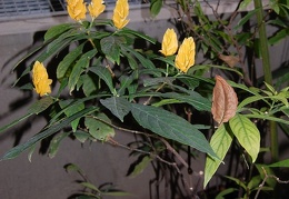 Pachystachys lutea