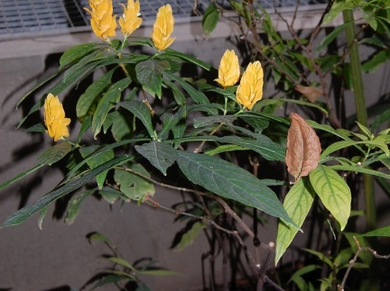 Pachystachys lutea