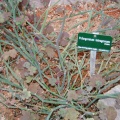 Pelargonium tetragonum