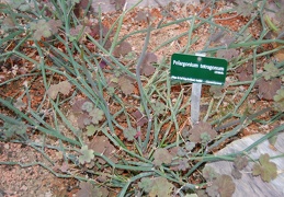 Pelargonium tetragonum