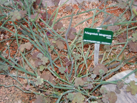 Pelargonium tetragonum