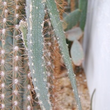 Peniocereus marnieranus