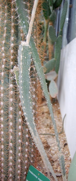 Peniocereus_marnieranus.jpg