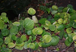 Peperomia sp