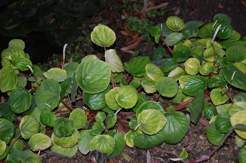 Peperomia_sp.jpg