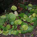Peperomia sp