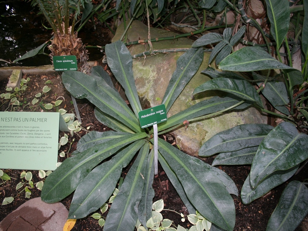 Phylodendron insigne