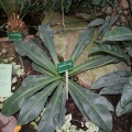Phylodendron insigne