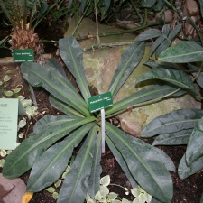 Phylodendron insigne