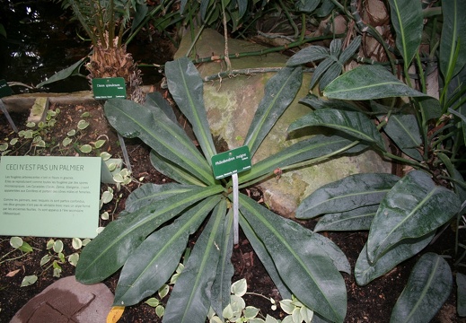 Phylodendron insigne