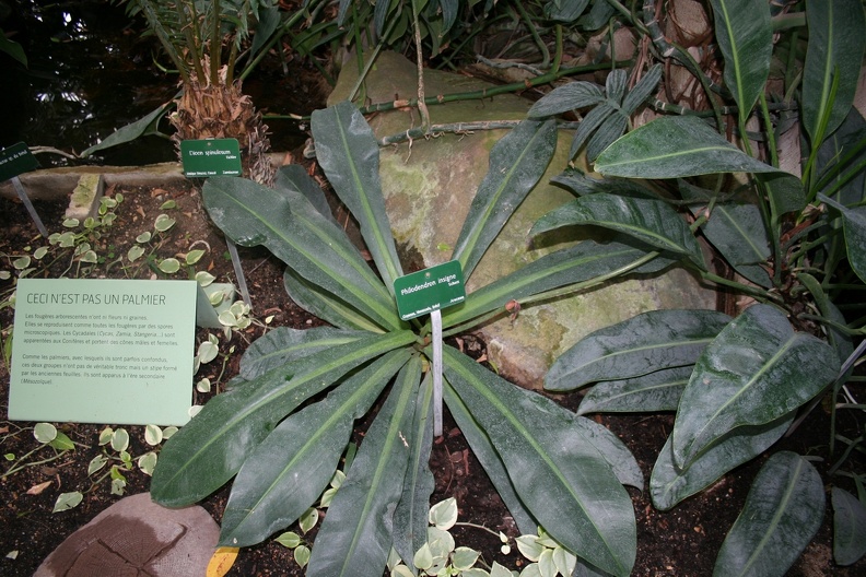 Phylodendron_insigne.JPG