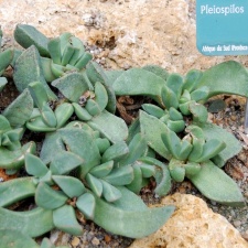 Pleioispilos longibracteatus