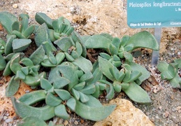 Pleioispilos longibracteatus