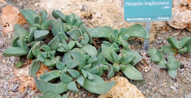 Pleioispilos_longibracteatus.jpg