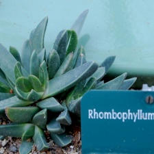 Rhombophyllum dolabriforme