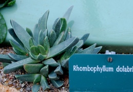 Rhombophyllum dolabriforme