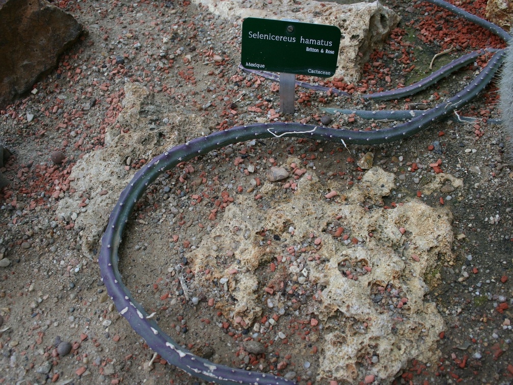 Selenicereus hamatus