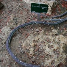 Selenicereus hamatus