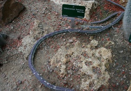 Selenicereus hamatus