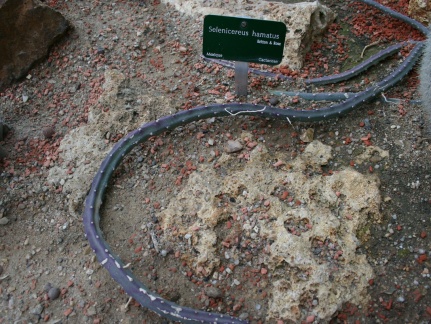 Selenicereus hamatus