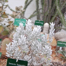 Senecio haworthii