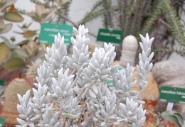 Senecio haworthii