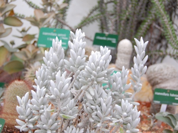 Senecio haworthii