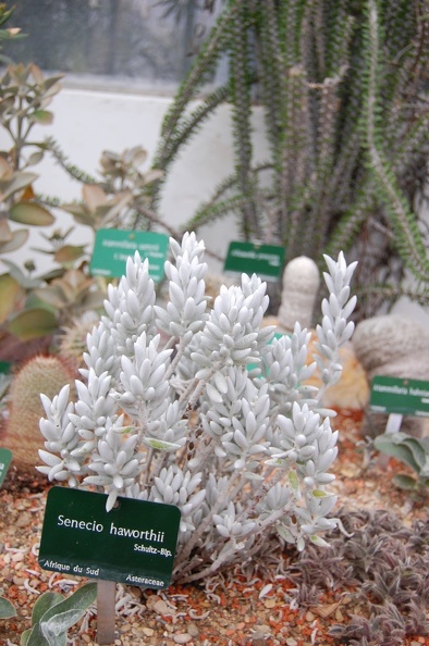 Senecio_haworthii.jpg
