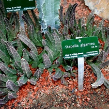 Stapelia gigantea