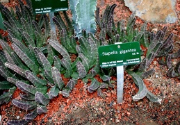Stapelia gigantea