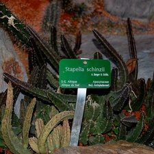 Stapelia schinzii