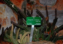 Stapelia schinzii