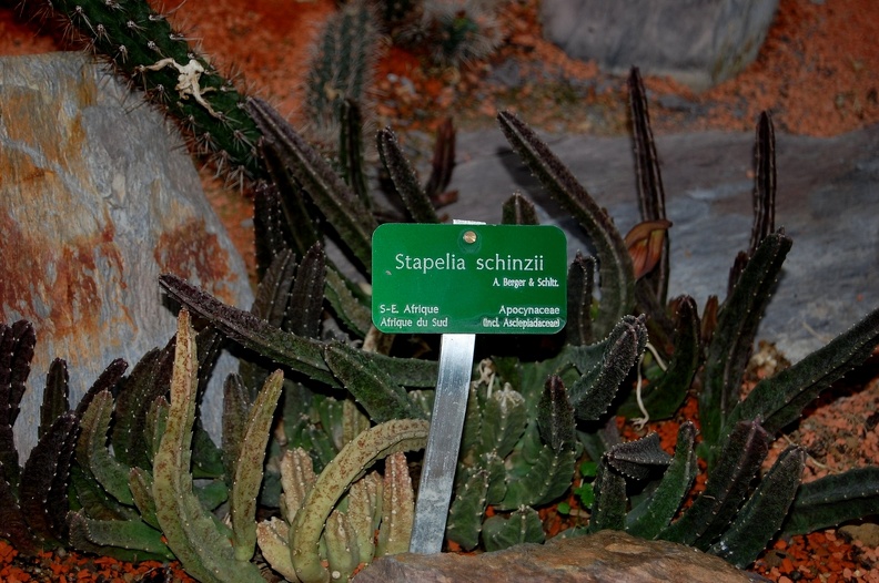 Stapelia_schinzii.jpg