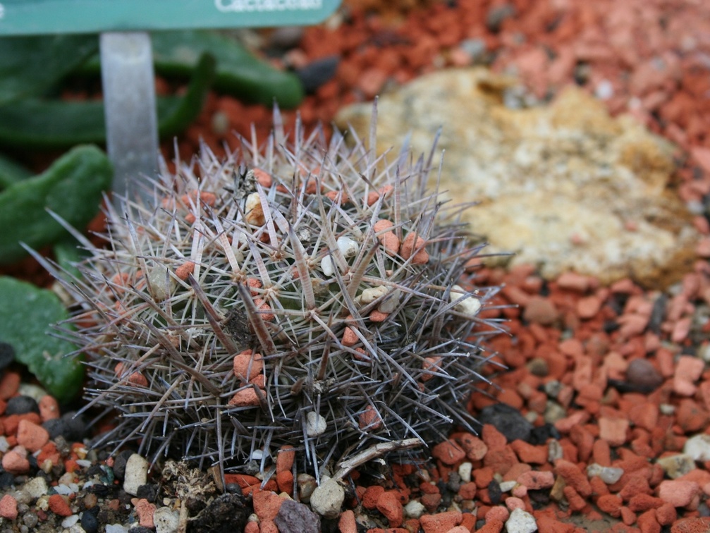 Stenocactus vaupelianus