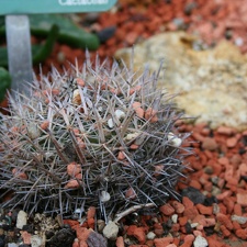 Stenocactus vaupelianus