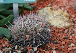 Stenocactus vaupelianus