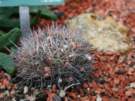 Stenocactus vaupelianus