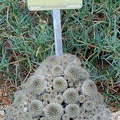 Sulcorebutia steinbachii v  gracilior