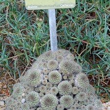 Sulcorebutia steinbachii v  gracilior