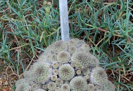 Sulcorebutia steinbachii v  gracilior